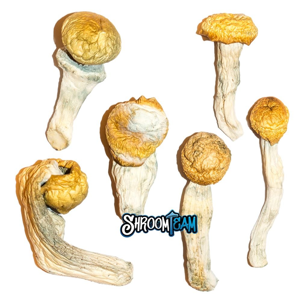 Penis Envy Cubensis